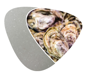 Elixbio oyster shell biomaterials