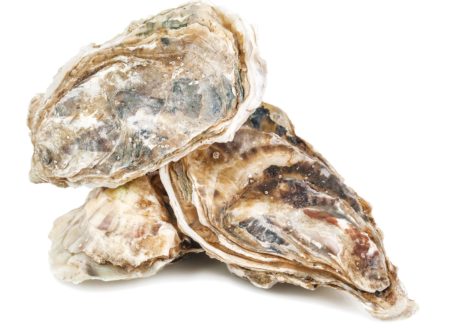 Elixbio oyster shells