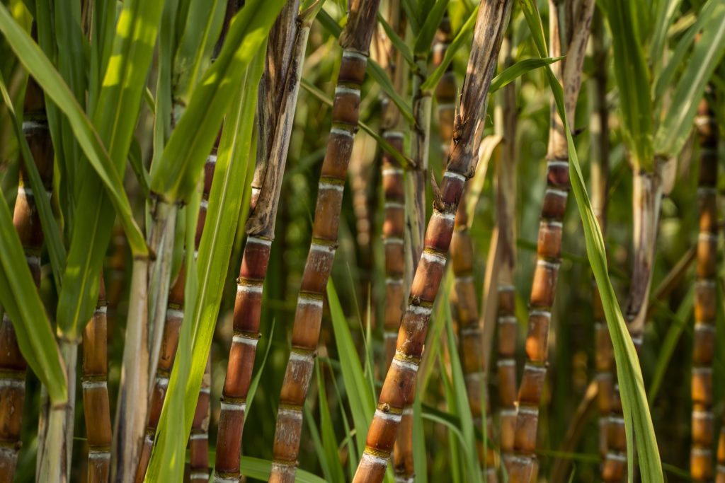 Elixbio sugar cane