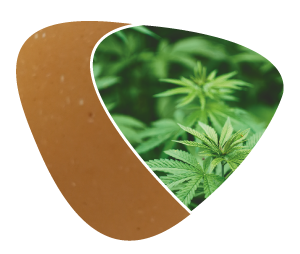 Elixbio biomaterials hemp