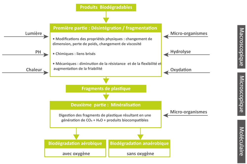 Schéma biodégradation