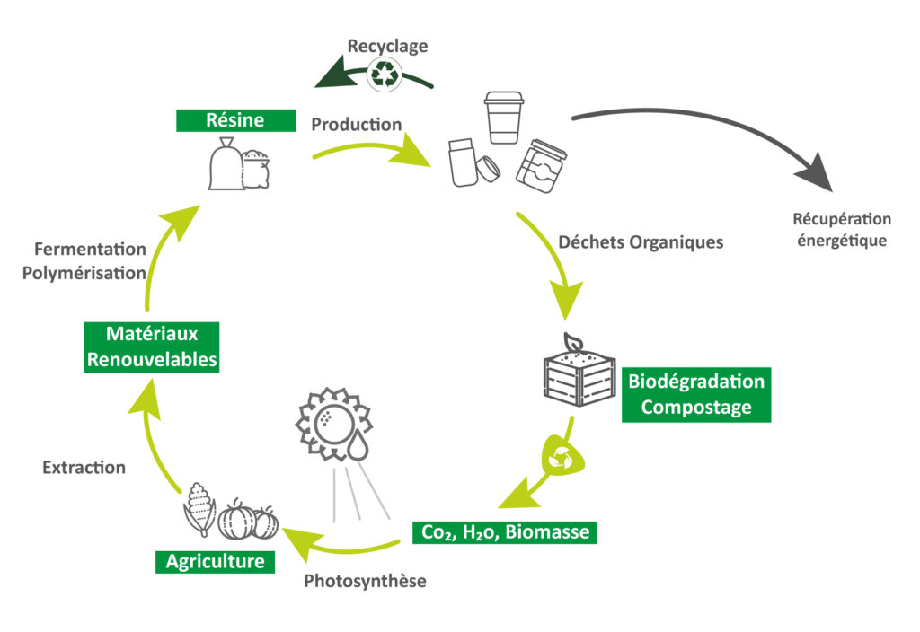 schéma cycle du carbone